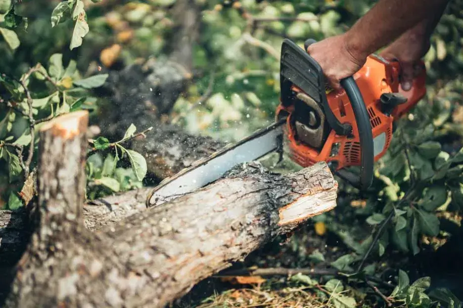 licensed C49 Tree and Palm contractor working with chainsaw