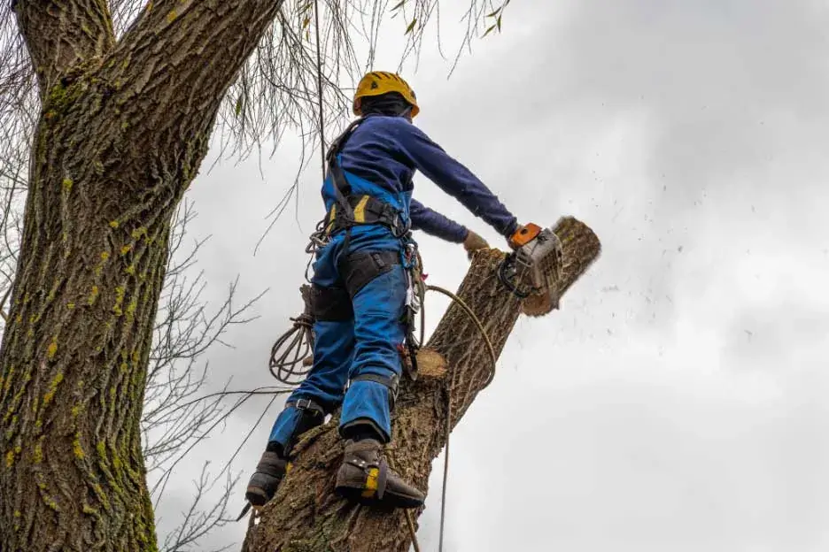 Person cutting down tree at work with their C49 Tree and Palm Contractors License